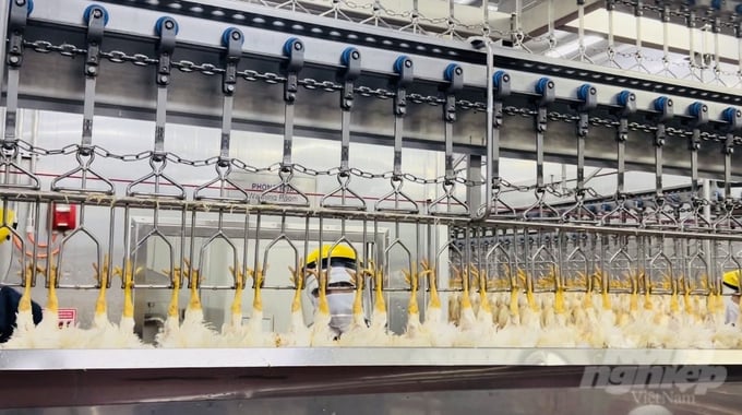 Nhiều doanh nghiệp tại Việt Nam đang đầu tư các công nghệ hiện đại trong chăn nuôi, giết mổ và chế biến để đáp ứng được các yêu cầu xuất khẩu khắt khe của các nước. Ảnh: Trần Trung.