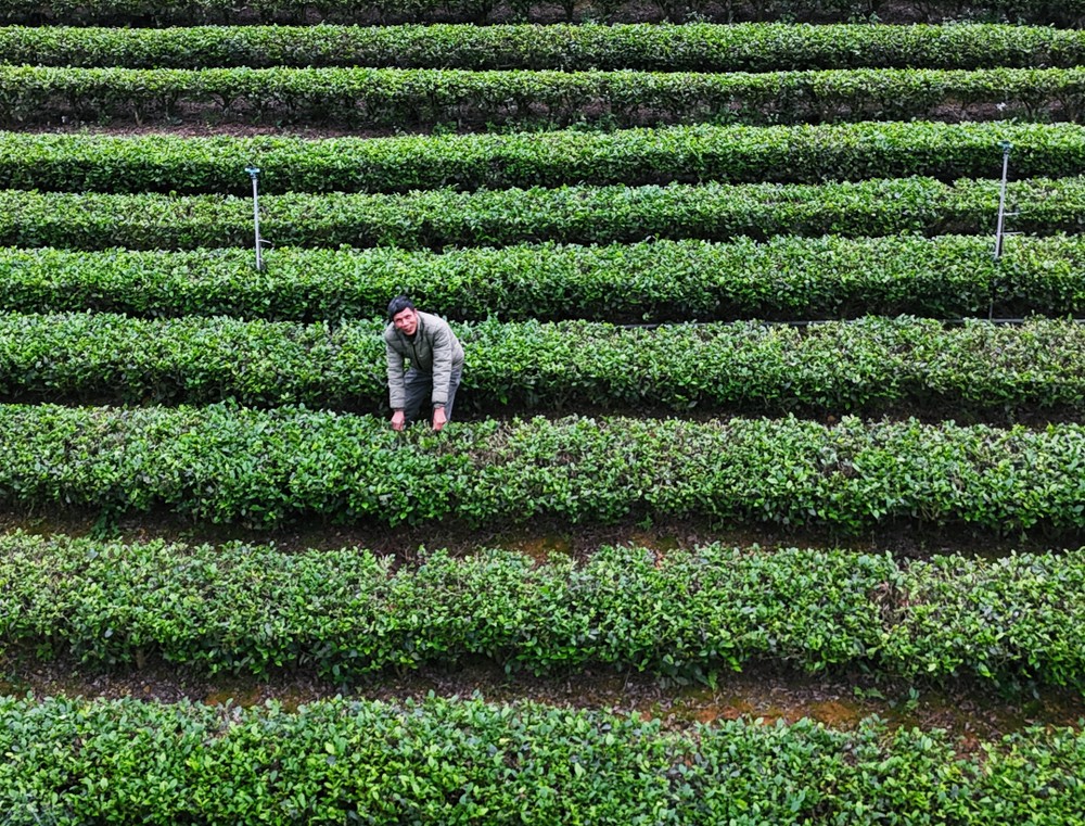 Thái Nguyên trồng chè hữu cơ hướng đến nông nghiệp sạch