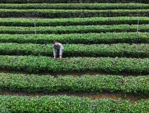 Thái Nguyên trồng chè hữu cơ hướng đến nông nghiệp sạch