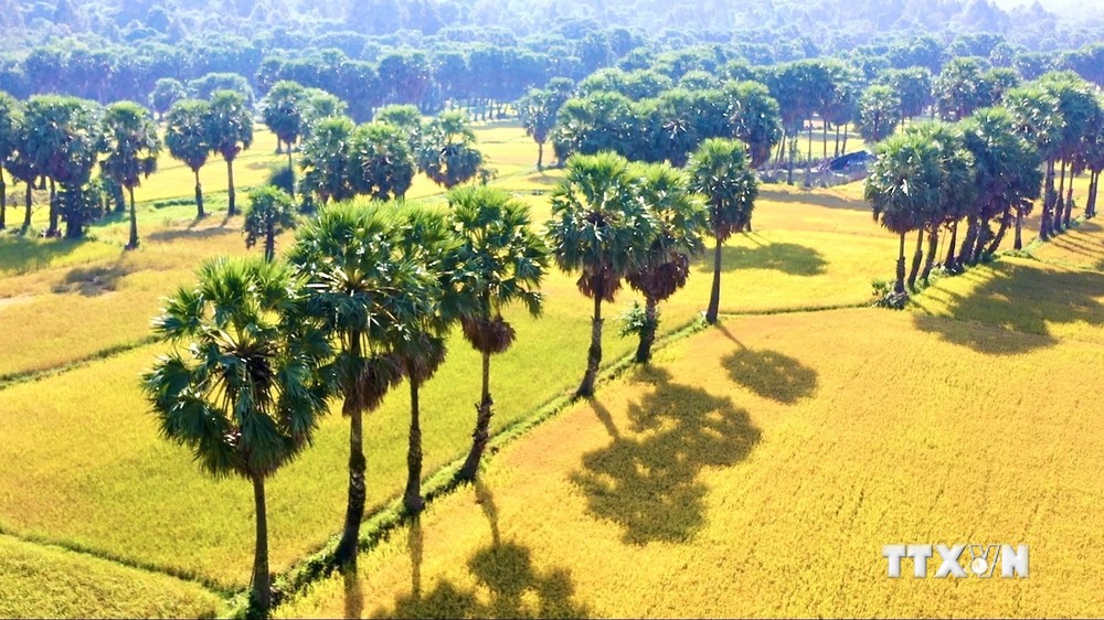 An Giang xây dựng thương hiệu thốt nốt hữu cơ tăng thu nhập cho nông dân ảnh 1