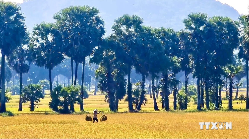 An Giang xây dựng thương hiệu thốt nốt hữu cơ tăng thu nhập cho nông dân ảnh 2