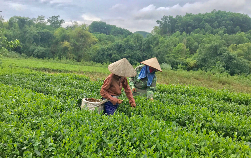 Thái Nguyên tiềm năng phát triển NNHC từ những cây chủ lực.