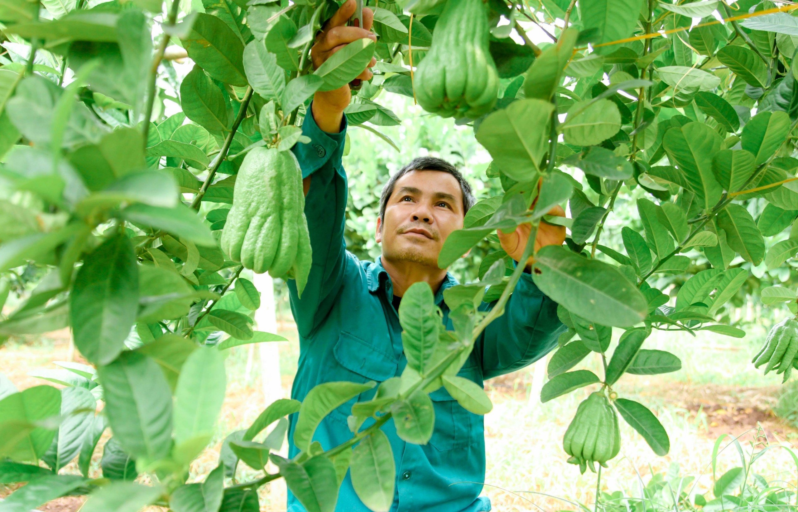 Vĩnh Phúc: Nhân rộng mô hình sản xuất nông nghiệp hiệu quả kinh tế cao