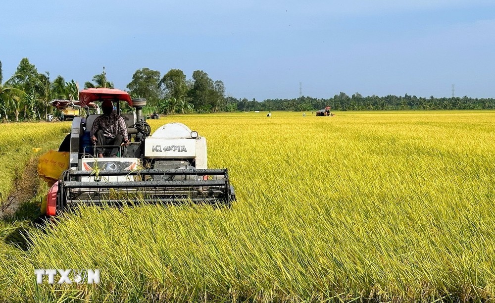 Nông dân huyện Hồng Dân (Bạc Liêu) thu hoạch lúa Đông Xuân. (Ảnh: TTXVN phát)