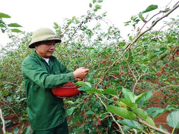 Nông dân sản xuất giỏi huyện Hướng Hóa ở Quảng Trị phủ xanh, làm giàu trên vùng đất lửa Khe Sanh