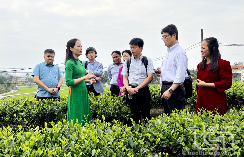 Cán bộ Sở Khoa học và Công nghệ cùng các chuyên gia trong và ngoài nước tiến hành khảo sát thực tế để chuyển giao công nghệ tại Hợp tác xã chè Hảo Đạt (xã Tân Cương, TP. Thái Nguyên).