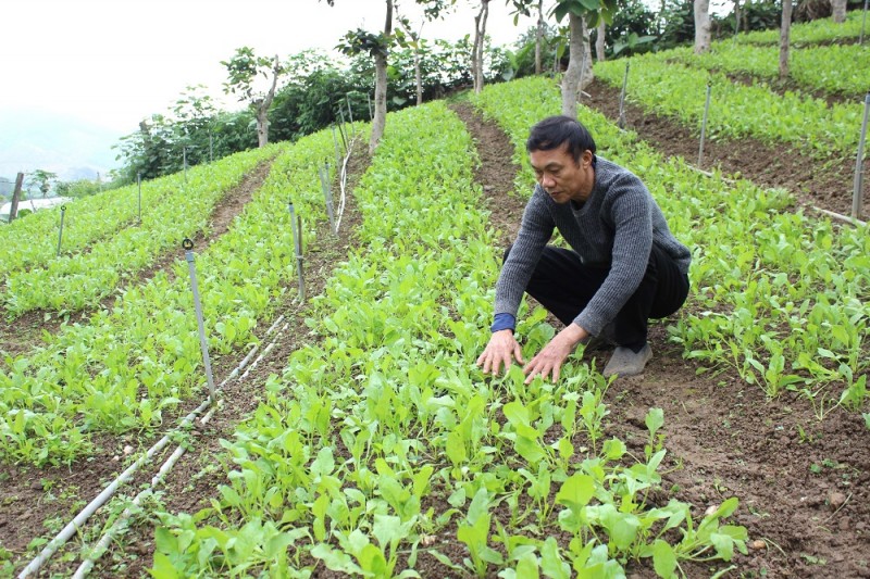 Trang trại hữu cơ rộng 60ha ở ngay Hà Nội: Khởi nguồn từ tâm và hành trình 2 thập kỷ tâm huyết