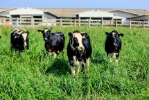 Trang trại bò hữu cơ của Tập đoàn TH có gì đặc biệt?