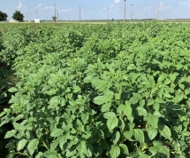 Cải thiện sản lượng lúa mì nhờ luân canh cùng cây guar