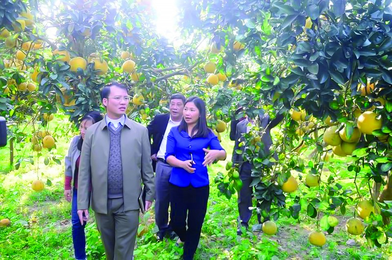 Tuyên Quang đẩy mạnh phát triển nông nghiệp hữu cơ Duy Linh Với lợi thế về điều kiện tự nhiên, khí hậu, thổ nhưỡng, nguồn nước, tỉnh Tuyên Quang có nhiều thuận lợi cho phát triển sản xuất nông nghiệp, lâm nghiệp, thủy sản, trong đó có nông nghiệp hữu cơ, 