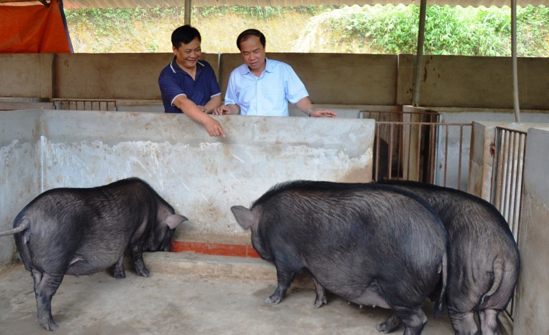 Tuyên Quang: 57 HTX có mô hình sản xuất nông nghiệp theo hướng VietGAP, hữu cơ