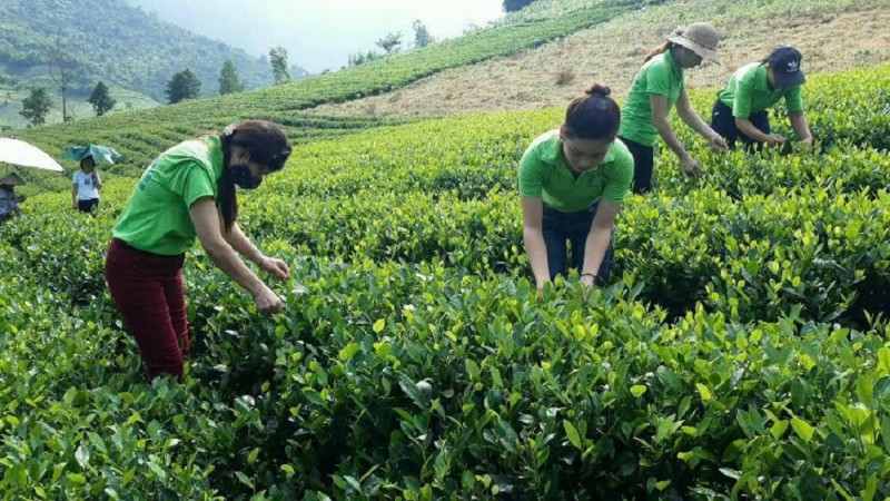 Tại Việt Nam nhiều vùng chè có tiềm năng lớn để phát triển hữu cơ