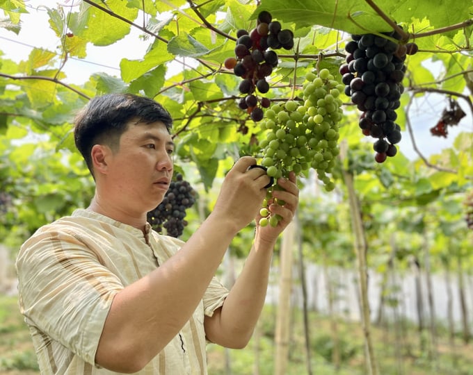 Chàng kỹ sư Đặng Đại Dương, ông chủ của vườn nho trải nghiệm ở huyện biên giới Ia Grai, tỉnh Gia Lai. Ảnh: Đăng Lâm.