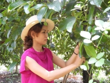 Bình Dương mời gọi doanh nghiệp đầu tư vào nông nghiệp