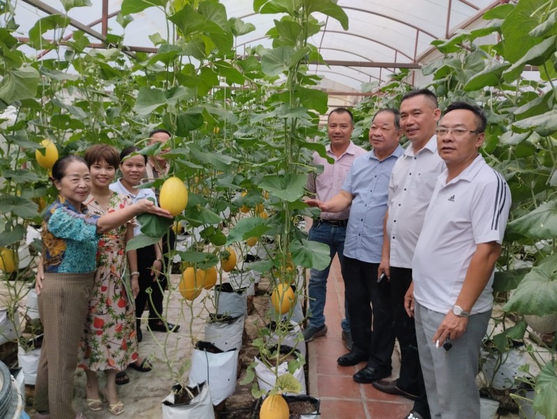 Đoàn công tác thăm quan mô hình canh tác nông nghiệp công nghệ cao ứng dụng chế phẩm sinh học HLC tại Trường Cao đẳng Công nghệ và Môi trường Hà Nội do HLC Hà Nội xây dựng.