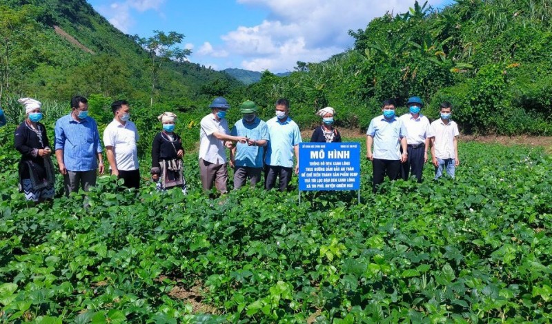 Đại biểu thăm quan mô hình trồng đỗ đen xanh lòng tại xã Tri Phú, huyện Chiêm Hóa