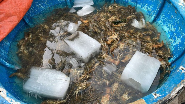 Khóc ròng với hơn 25 tấn tôm hùm chết đột ngột- Ảnh 1.