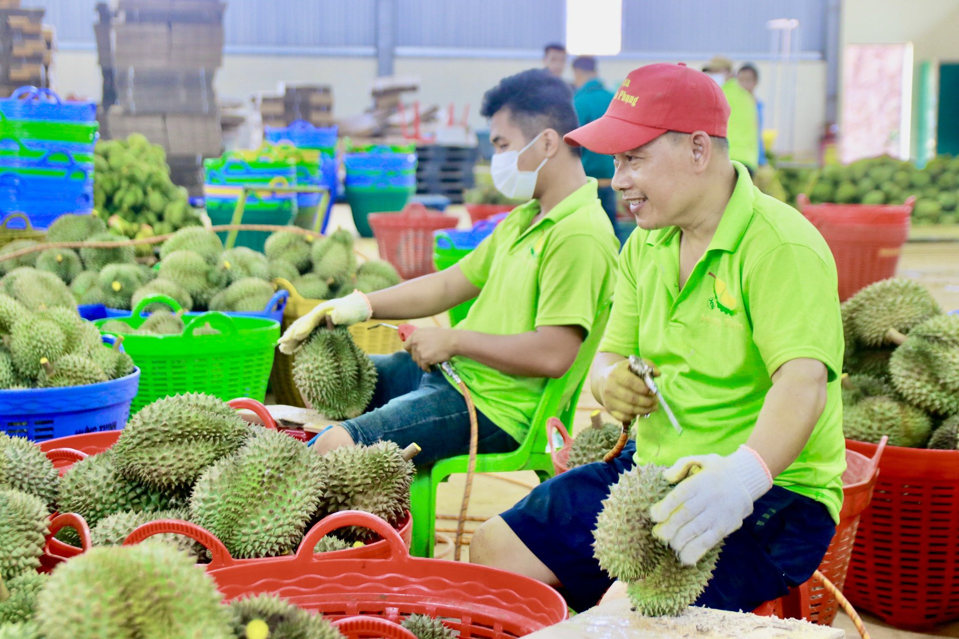 Quy trình thu hoạch, bảo quản sầu riêng cũng được đưa ra để nâng chất lượng sầu riêng - Ảnh: THẾ THẾ