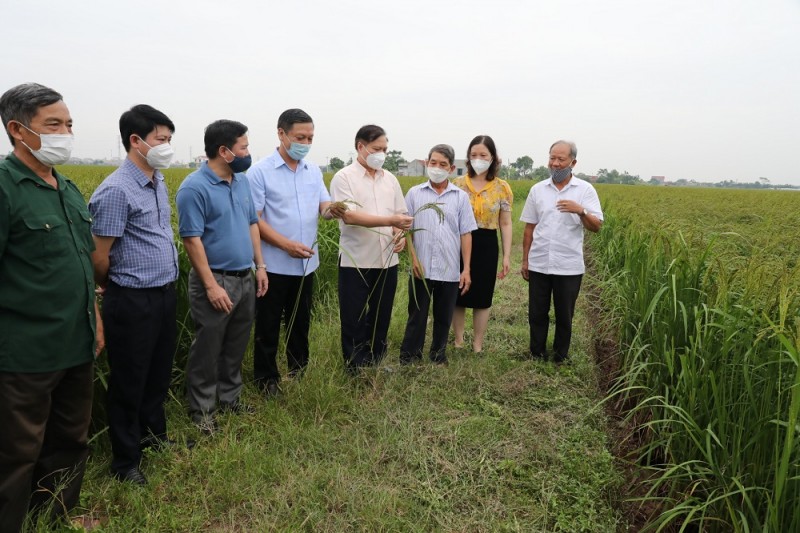 Lúa sản xuất hữu cơ cho chất lượng và năng suất hơn đem lại lợi nhuận cho bà con nông dân.