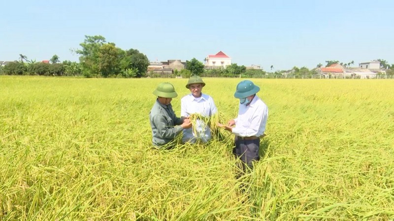 Lãnh đạo thăm quan và đánh giá mô hình sản xuất lúa hữu cơ.