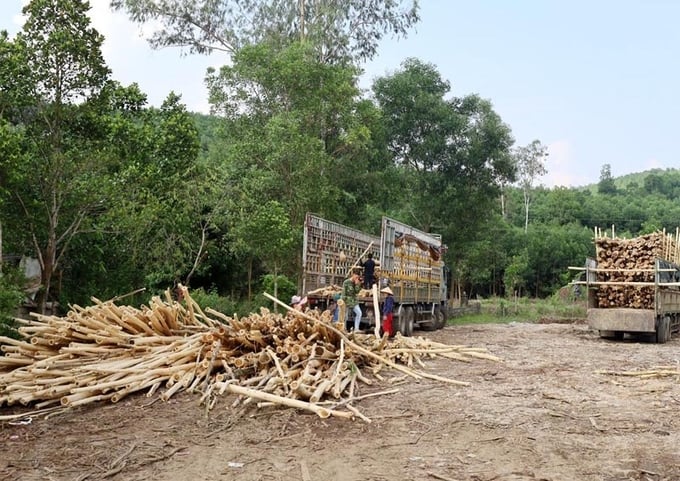 Một điểm thu mua gỗ rừng trồng tự phát tại huyện miền núi Minh Hóa. Ảnh: M. T.