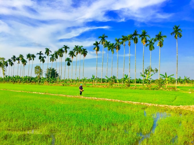 Cân đối vô cơ - hữu cơ, tránh cực đoan về một loại phân bón nào. Ảnh: Lê Hoàng Vũ.