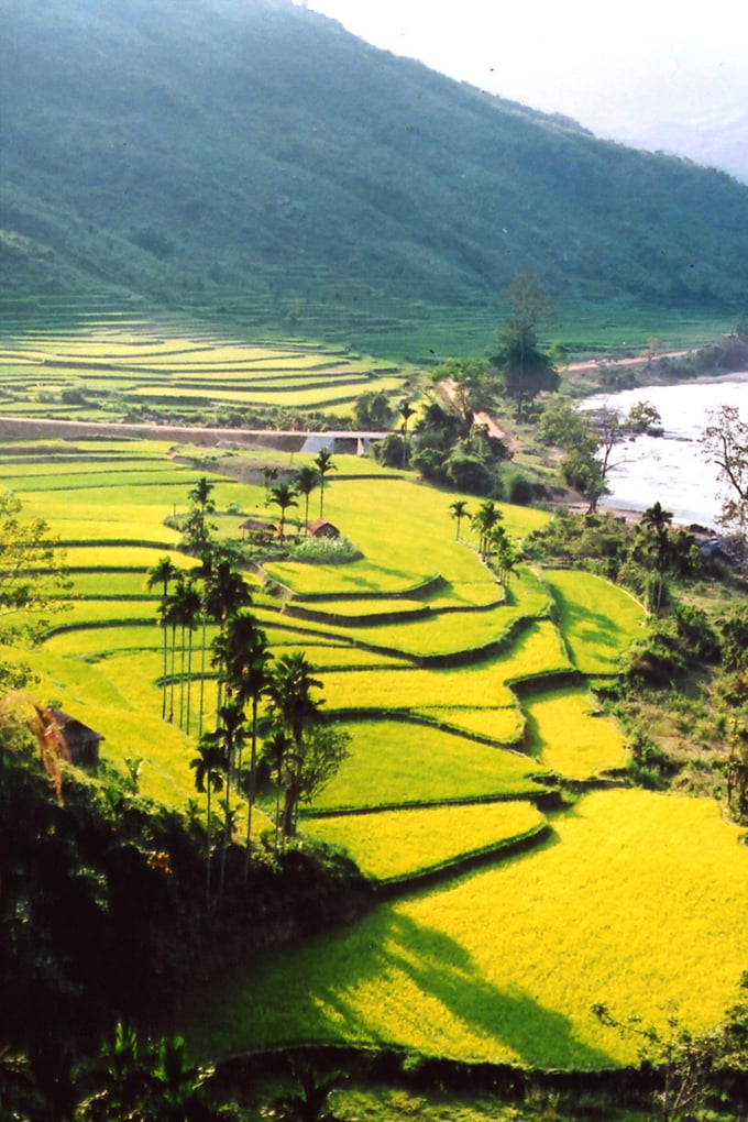 Ruộng lúa nước của người Hơ rê.