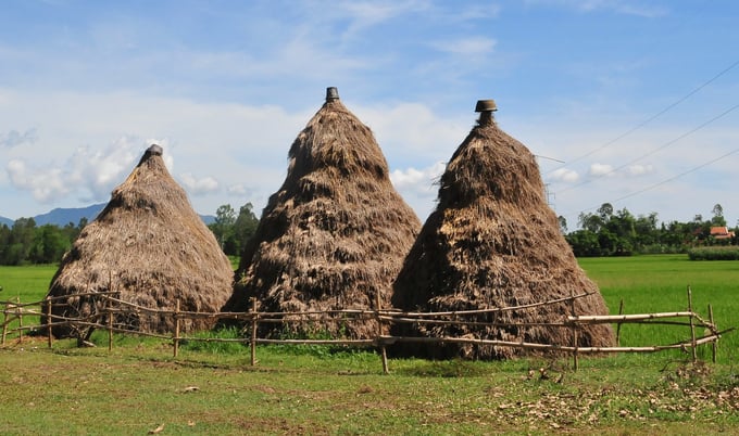 Nông dân Quảng Ngãi dự trữ thức ăn cho trâu bò, bằng cách chất rơm rạ đã phơi khô thành từng ụ.