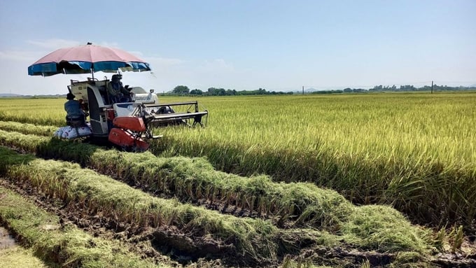 Nông dân không nên tháo cạn nước ruộng trước khi thu hoạch lúa đông xuân để tận dụng nguồn nước có sẵn. Ảnh: Bá Phương.