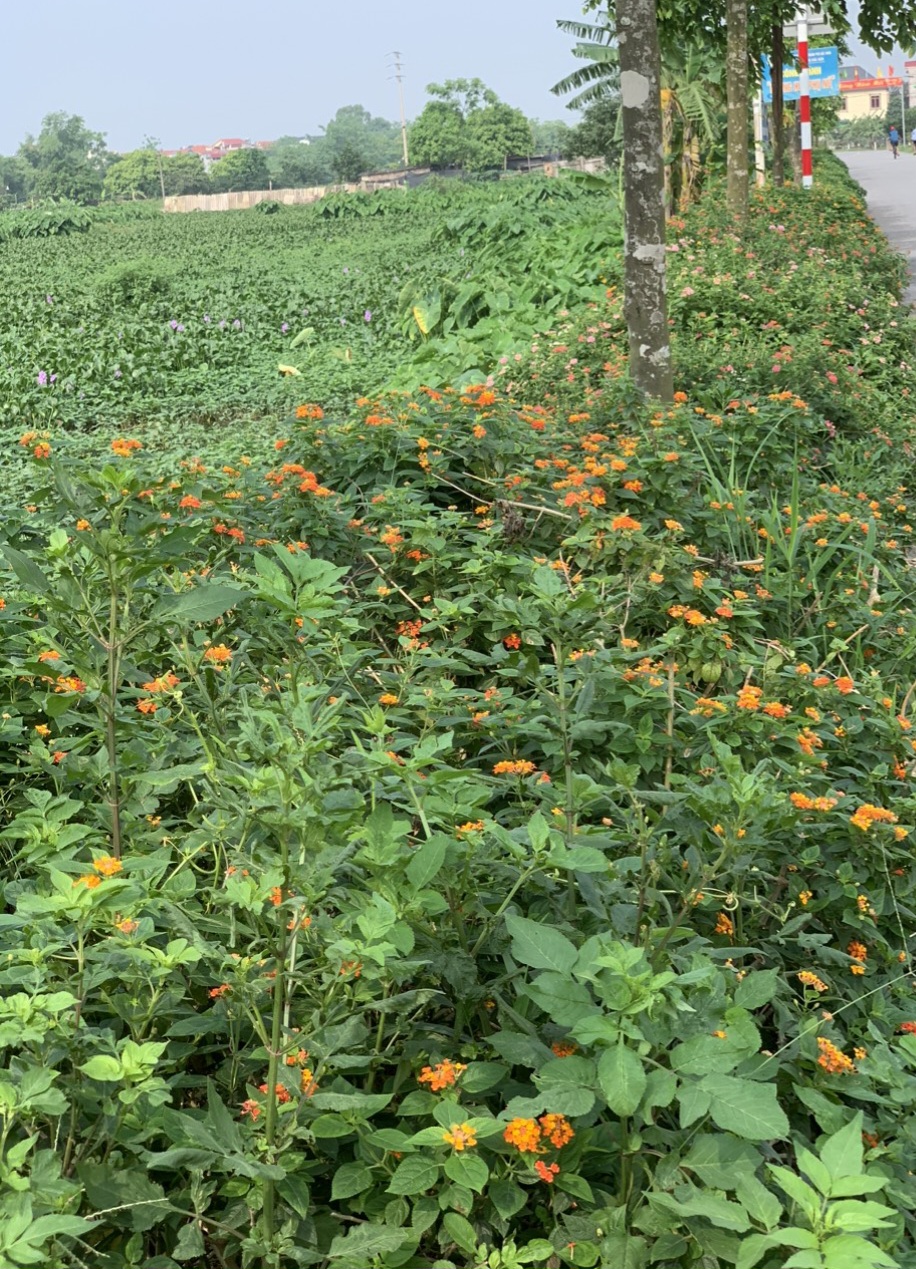 Hội LHPN Bắc Ninh: Trồng hoa trên bùn thải của làng nghề- Ảnh 1.