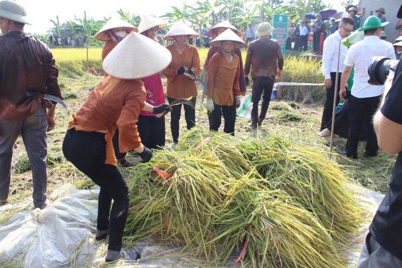  Những chuyến hàng đầu tiên của vụ lúa Hữu cơ Bãi rươi bội thu. Ảnh: Trung Hiền