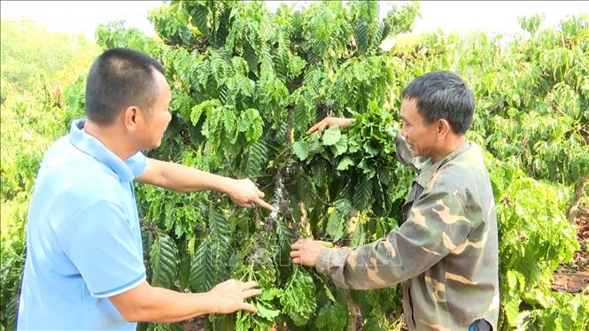 Hạn hán, sâu bệnh ảnh hưởng nặng tới năng suất cây cà phê