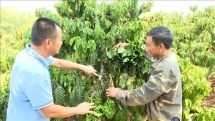 Hạn hán, sâu bệnh ảnh hưởng nặng tới năng suất cây cà phê