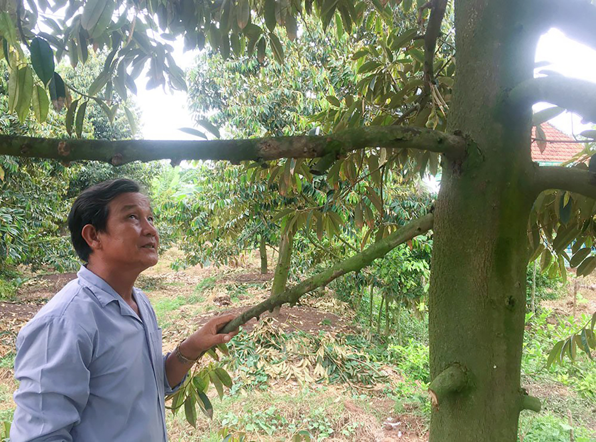 Đây là 'cây tiền tỷ' đang trồng thành công ở An Giang, nay được mùa, dân bẻ trái bán giá tốt- Ảnh 2.