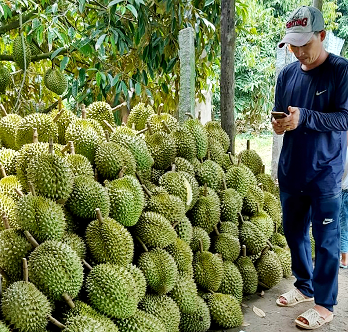 Đây là 'cây tiền tỷ' đang trồng thành công ở An Giang, nay được mùa, dân bẻ trái bán giá tốt- Ảnh 3.