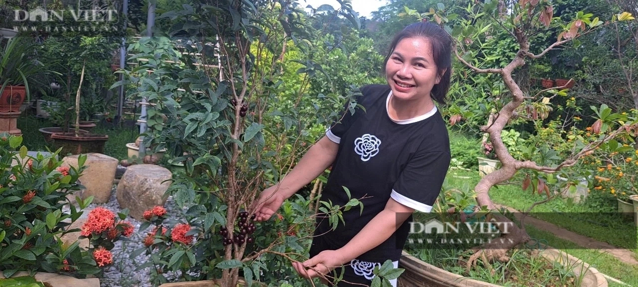 Một nông dân Sơn La 'liều' trồng giống nho lạ để chơi, nào ngờ dân tình nếm, đòi mua cả cây- Ảnh 3.