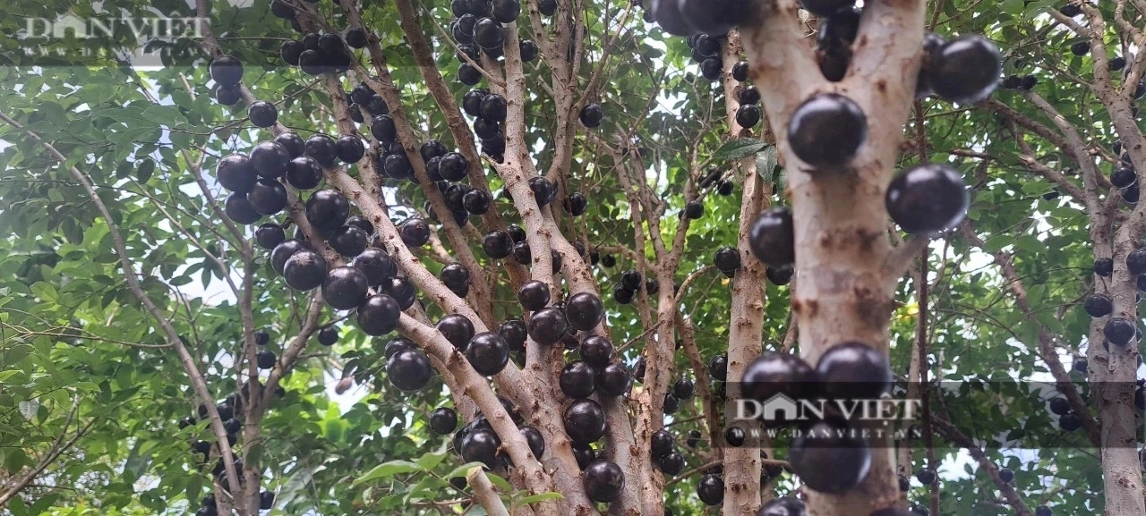 Một nông dân Sơn La 'liều' trồng giống nho lạ để chơi, nào ngờ dân tình nếm, đòi mua cả cây- Ảnh 7.