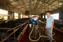 Doanh nhân nuôi bò 3B ở Thanh Miện