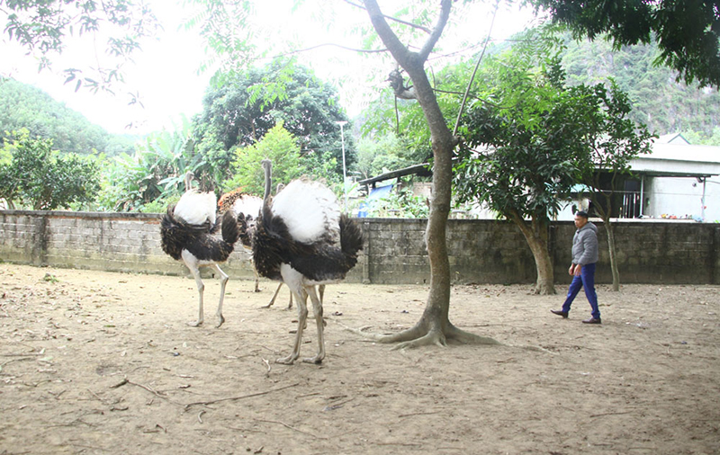 nuôi đà điểu