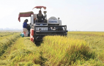 Hà Nội đẩy mạnh giá trị lúa qua chất lượng, công nghệ và quản lý nông nghiệp