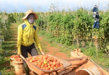 Đắk Nông: Thanh tra việc sản xuất, kinh doanh lĩnh vực trồng trọt, bảo vệ thực vật