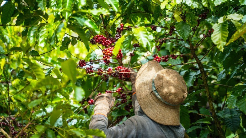 Những yêu cầu của thị trường EU đối với nông sản Việt