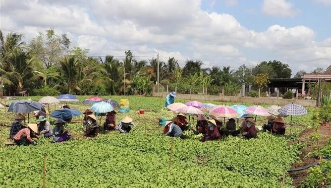 Bất chấp hạn mặn, nông dân Tiền Giang vẫn thu 300 triệu đồng/ha từ trồng rau VietGAP