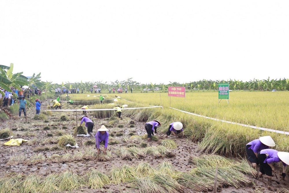 Rục rịch khai hội 