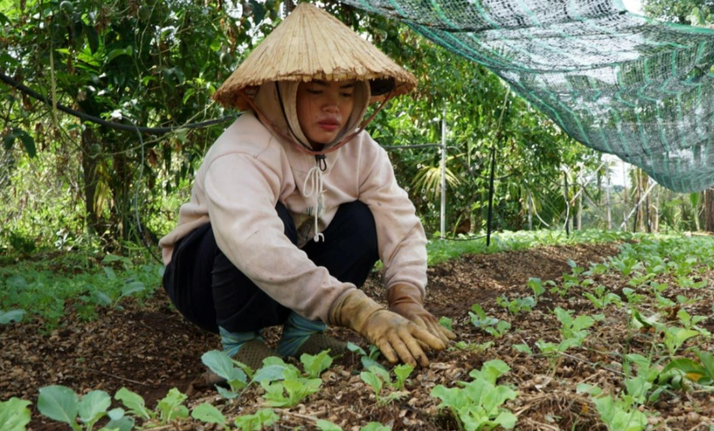 Thu nhập 'khủng' nhờ trồng rau hữu cơ