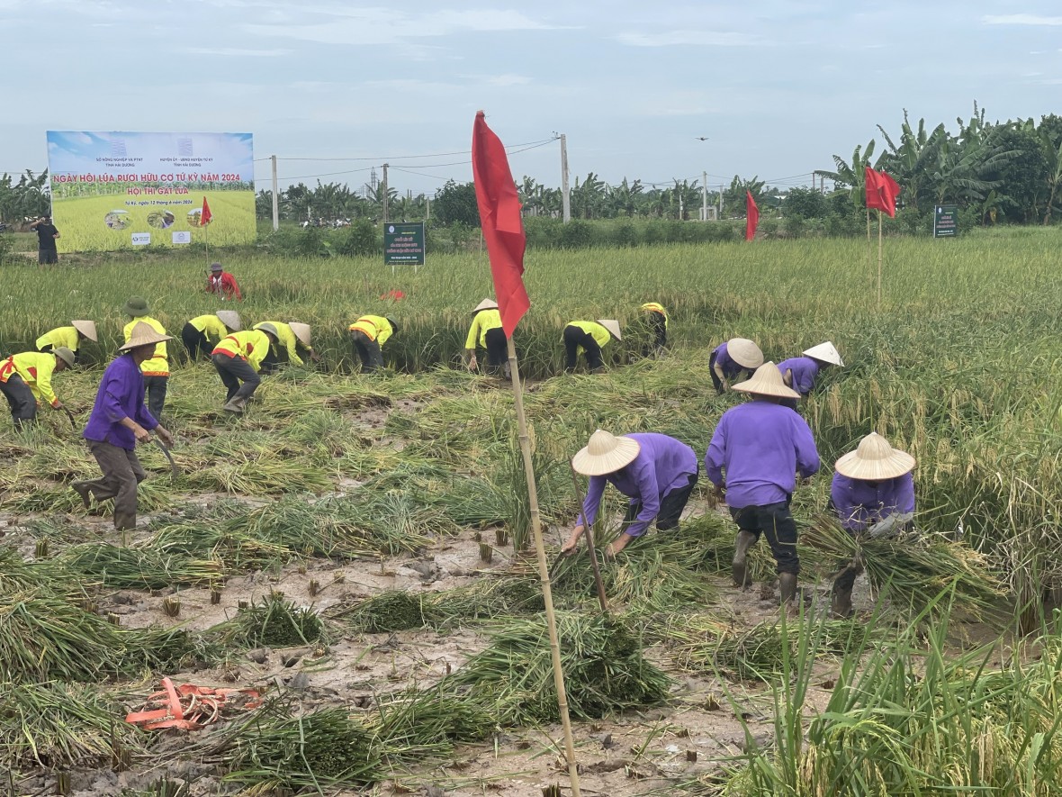 Độc đáo cuộc thi gặt tại ruộng lúa rươi hữu cơ Tứ Kỳ