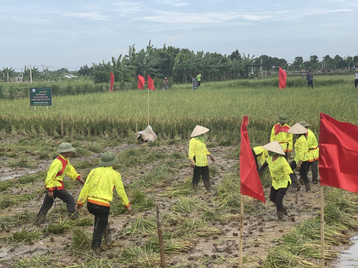 Độc đáo cuộc thi gặt tại ruộng lúa rươi hữu cơ Tứ Kỳ