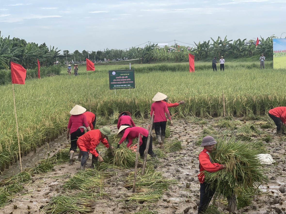 Độc đáo cuộc thi gặt tại ruộng lúa rươi hữu cơ Tứ Kỳ