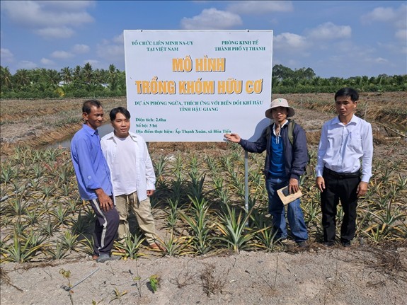 Kiểm tra thực địa mô hình dứa hữu cơ tại thành phố Vị Thanh