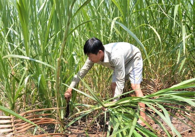 Mô hình chuỗi sản xuất nông nghiệp tuần hoàn gia tăng lợi nhuận